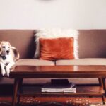 perrete sofa 5 consejos para proteger el sofá de tu mascota https://cartujatapizados.es/wp-content/uploads/2021/04/Cartuja-Tapizados-Sevilla.png