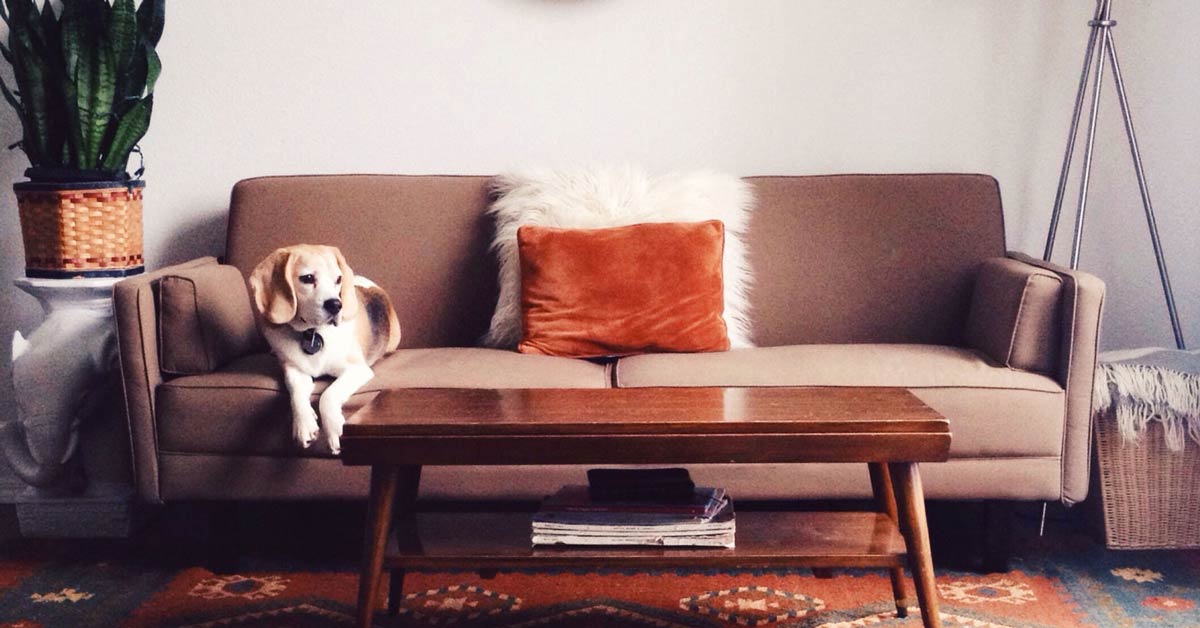 5 consejos para proteger el sofá de tu mascota | Cartuja Tapizados