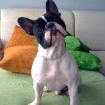 Mascotas y sofás: ¿son incompatibles? | Cartuja Tapizados